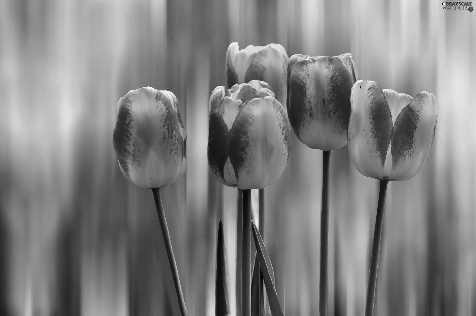 background, Tulips, rainbow