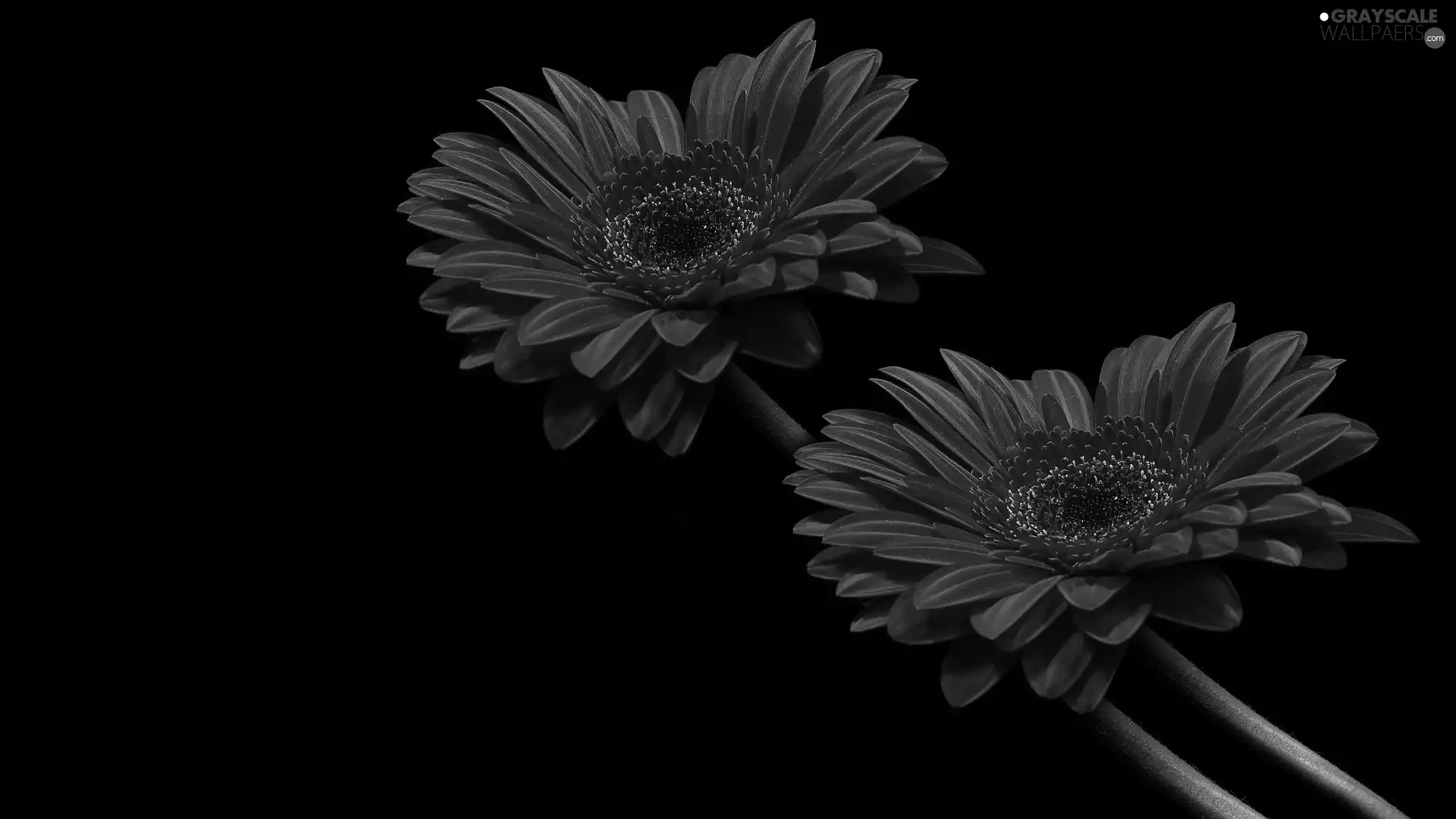 dark, background, Red, gerberas, Two