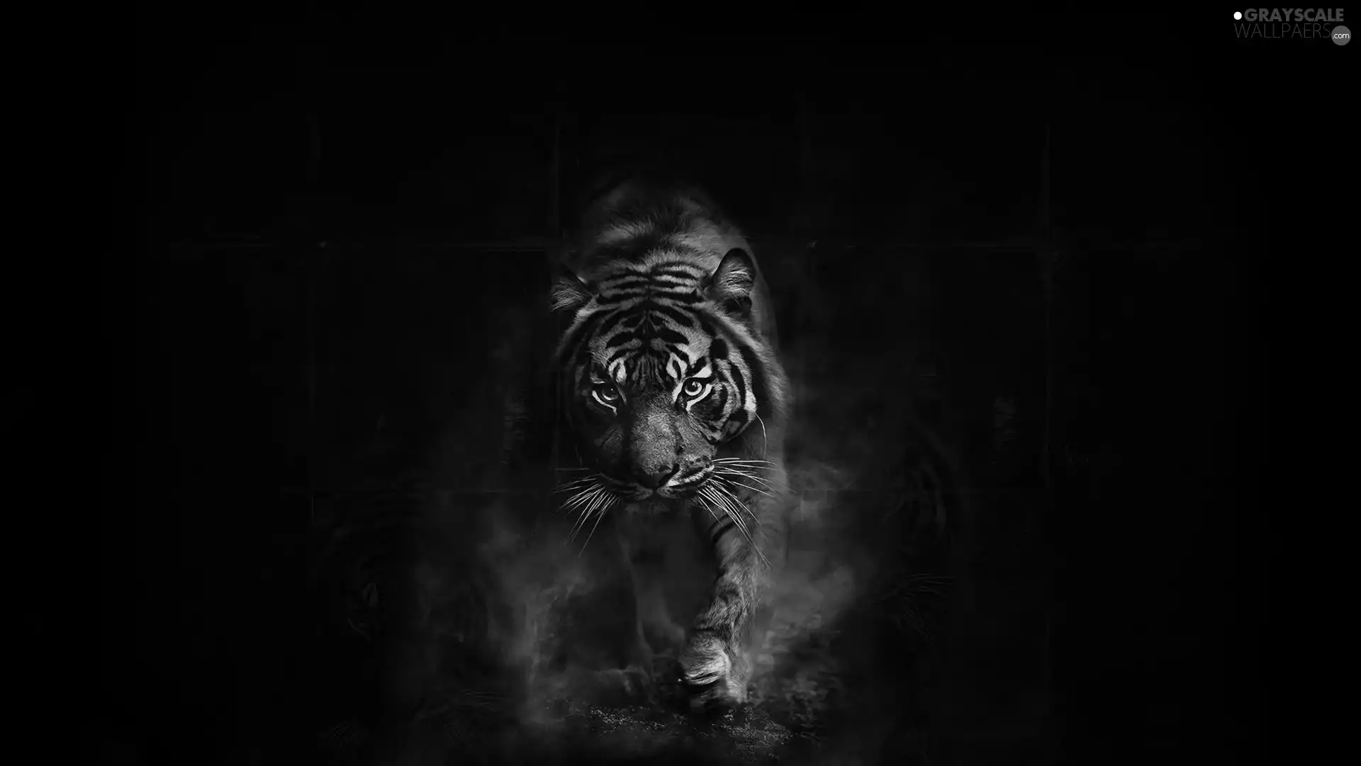 running, Black, background, tiger