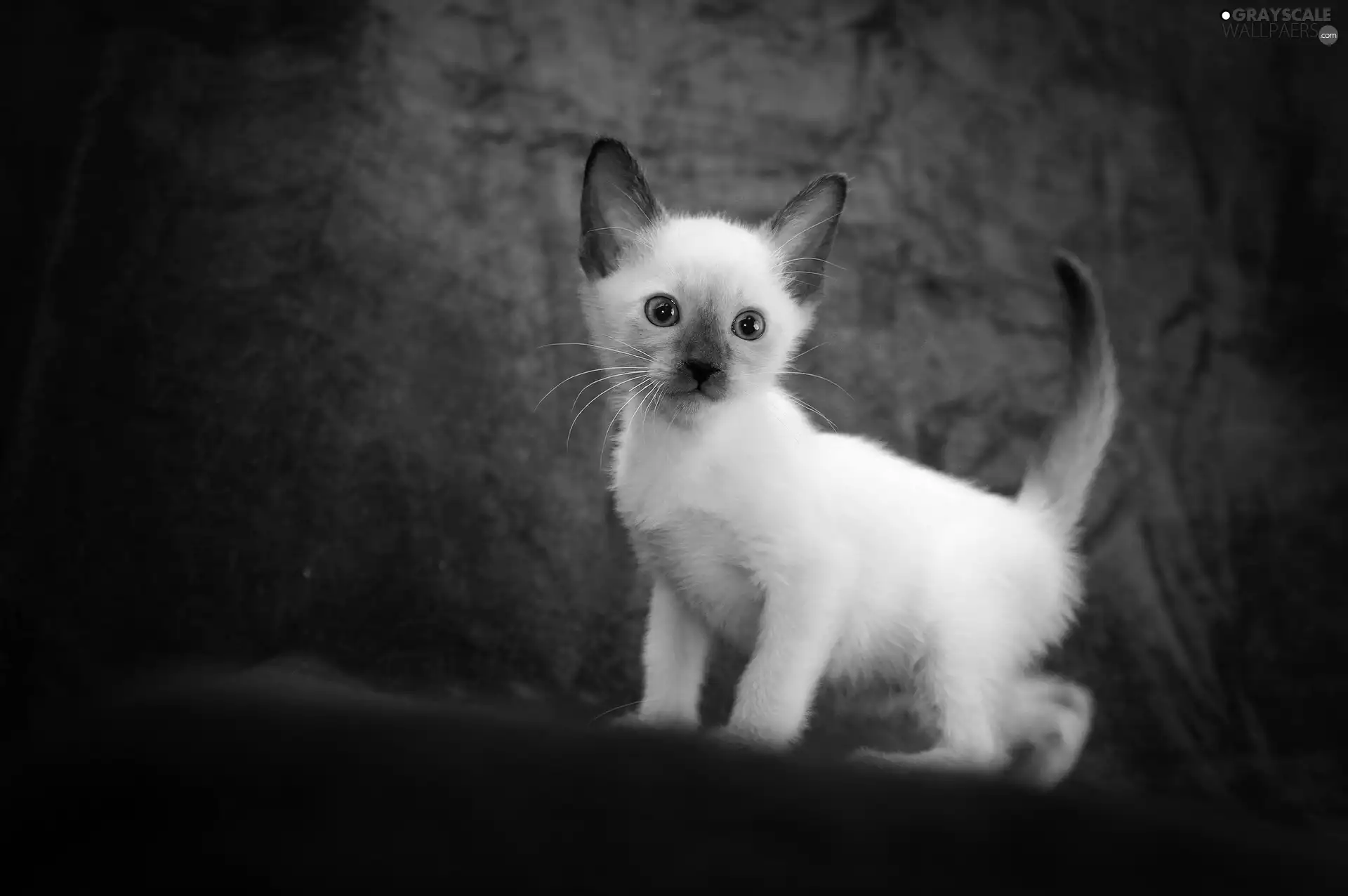 siamese, Blue, background, kitten