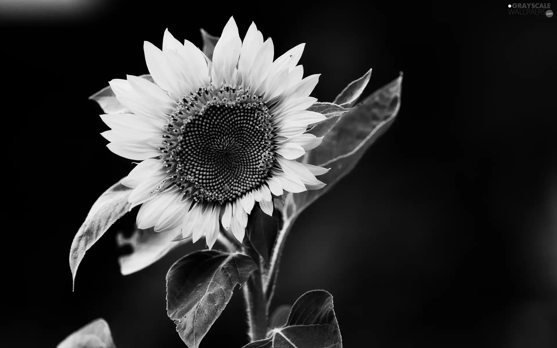 Sunflower, engaging, background, Black