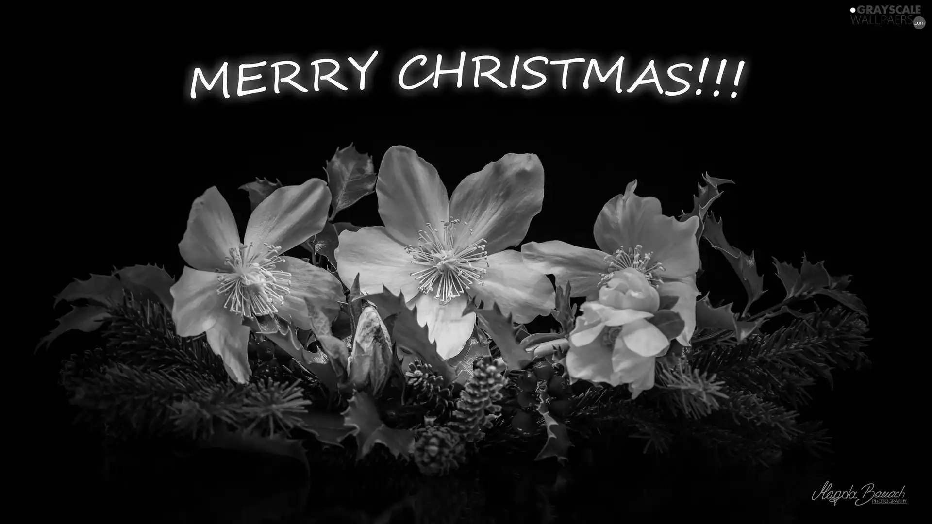 Helleborus, headdress, text, Flowers, Christmas, Twigs, black background
