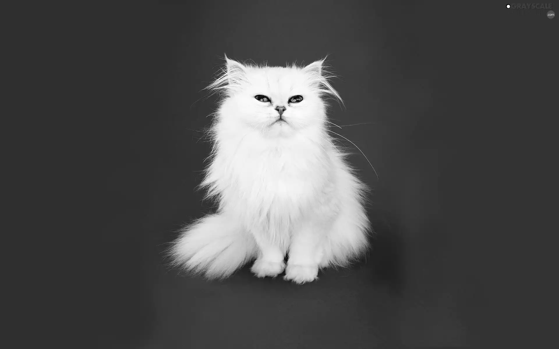 White, Blue, background, kitten