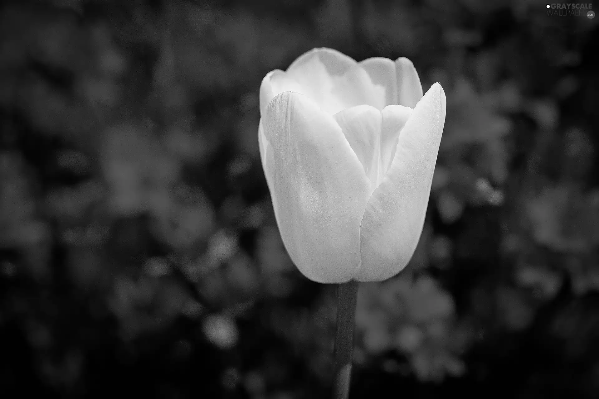 White, Red, background, tulip