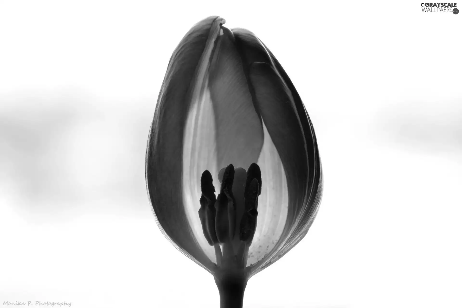 background, tulip, White
