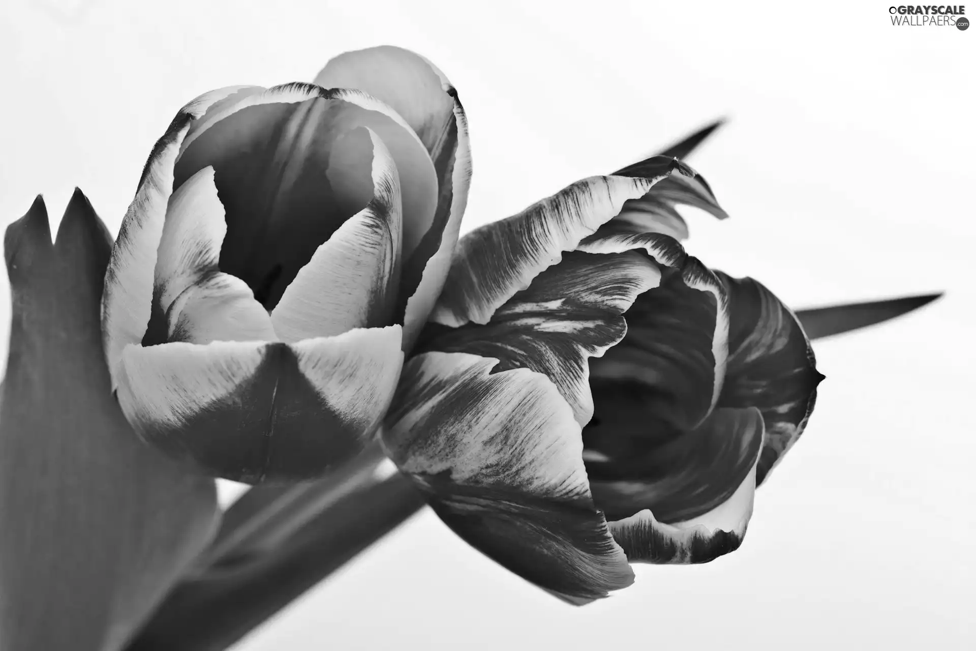 background, Tulips, White