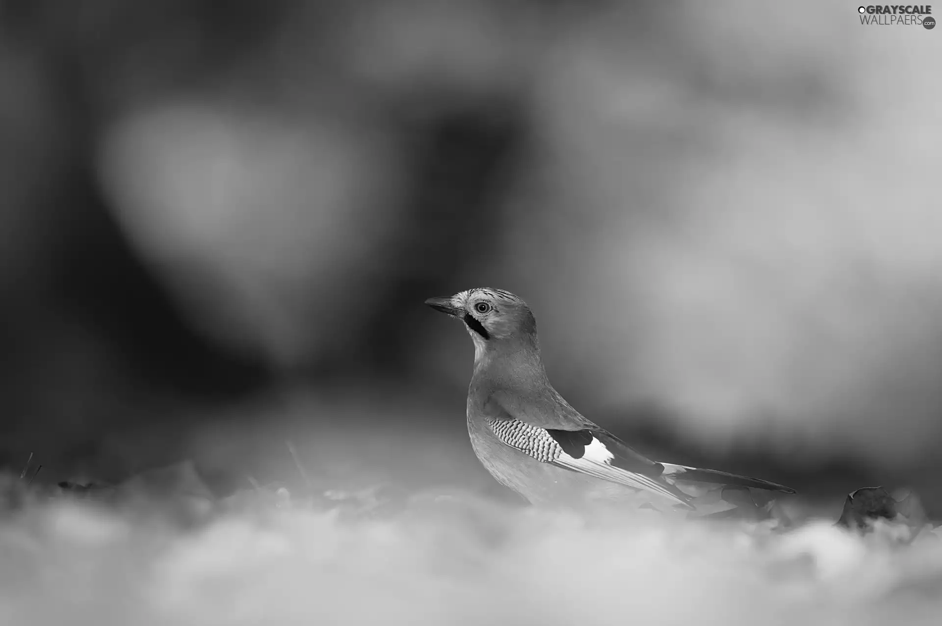 birdies, background, jay, Yellow