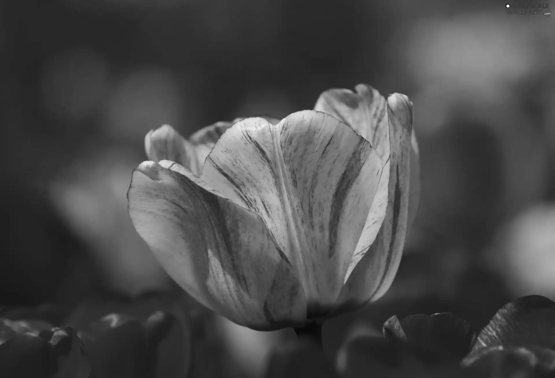 Yellow, Red, background, tulip