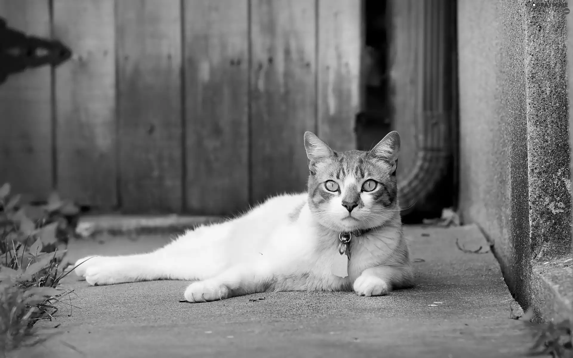 backyard, cat, torques