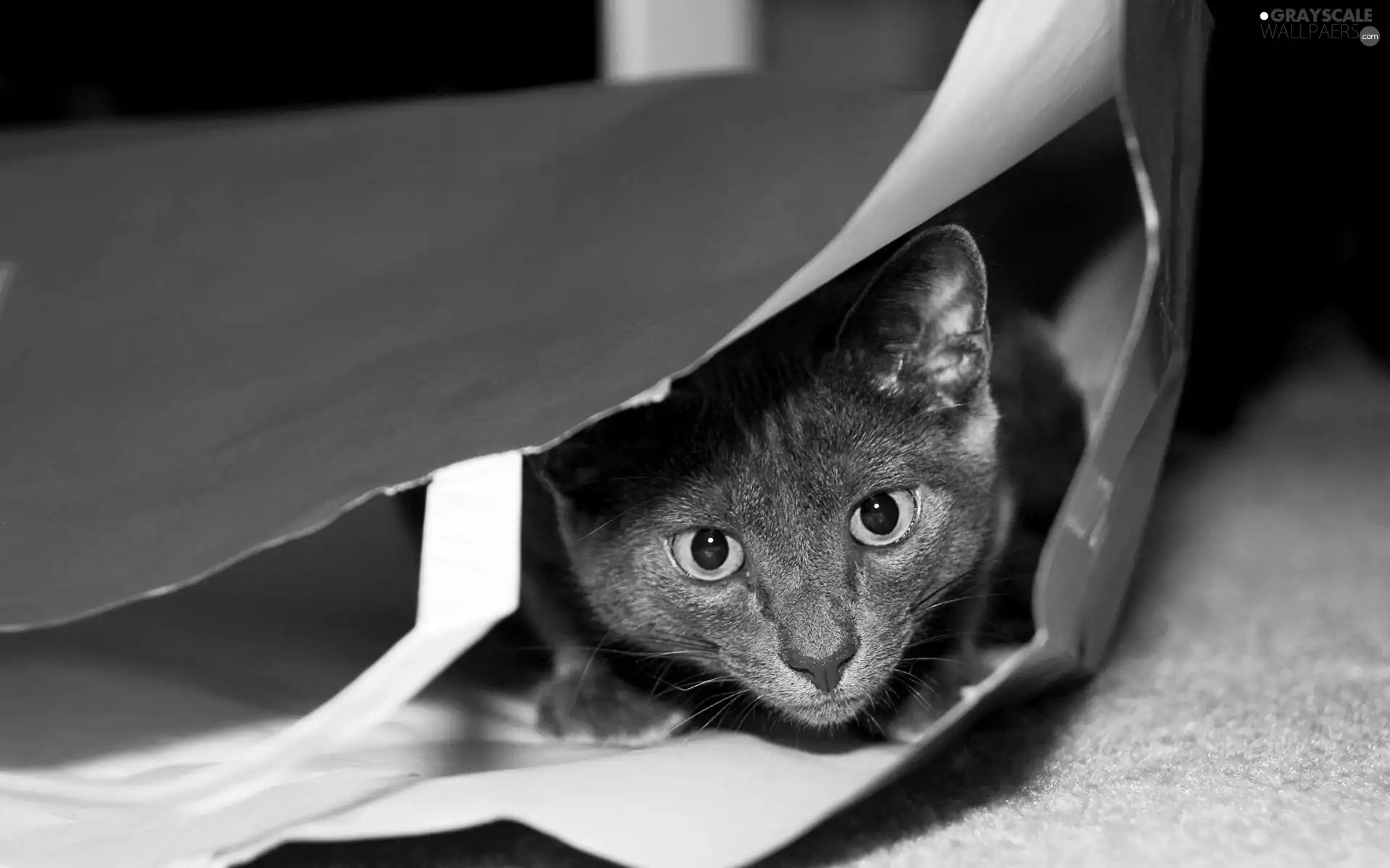 kitten, bag