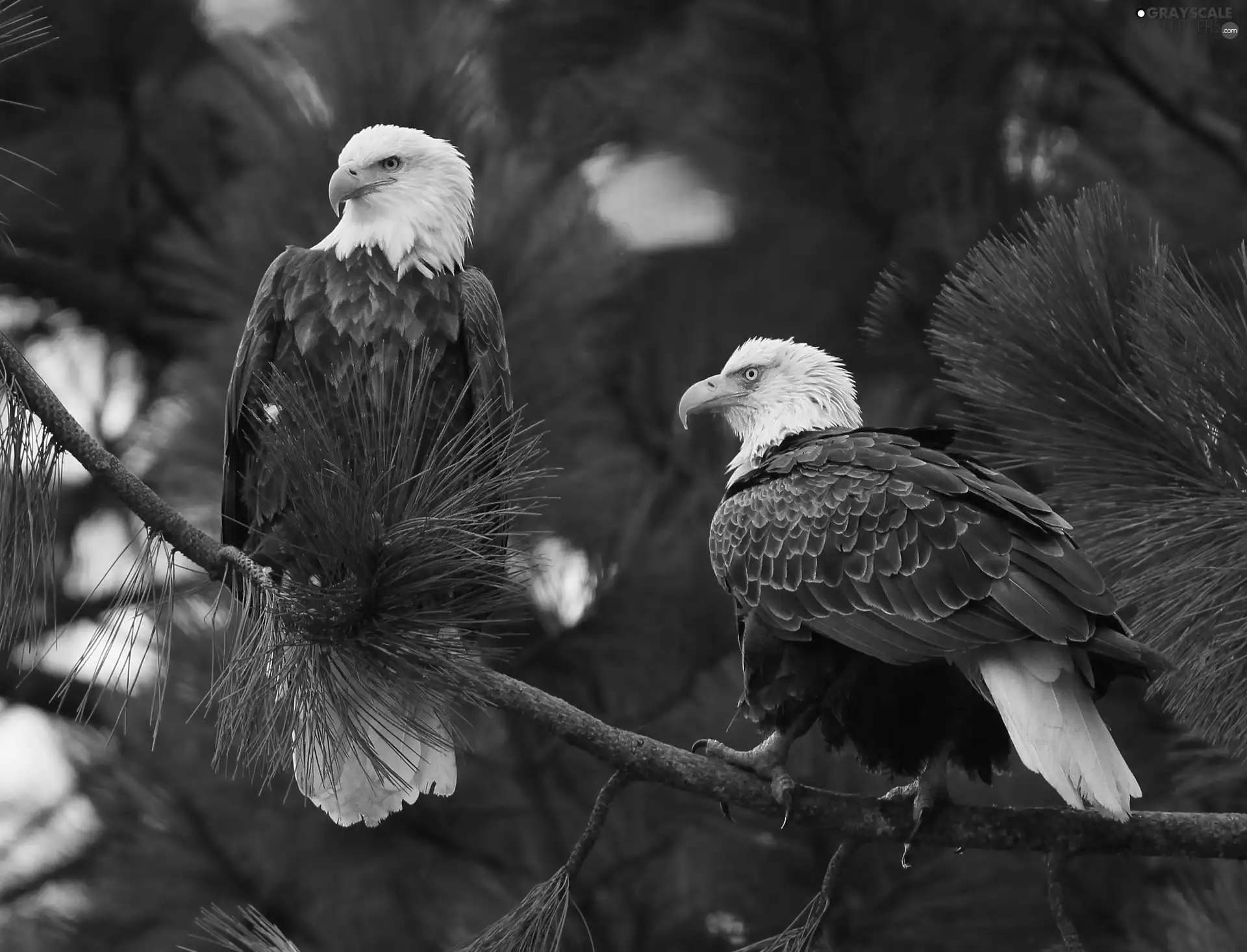 Two cars, Bald Eagles