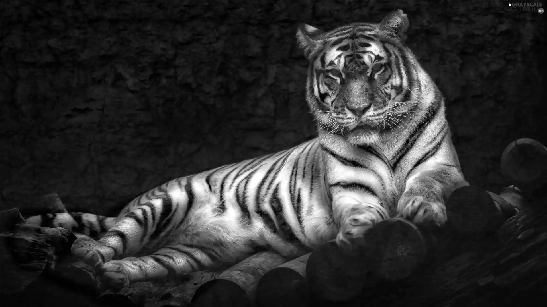 tiger, haunt, Bale, portrait