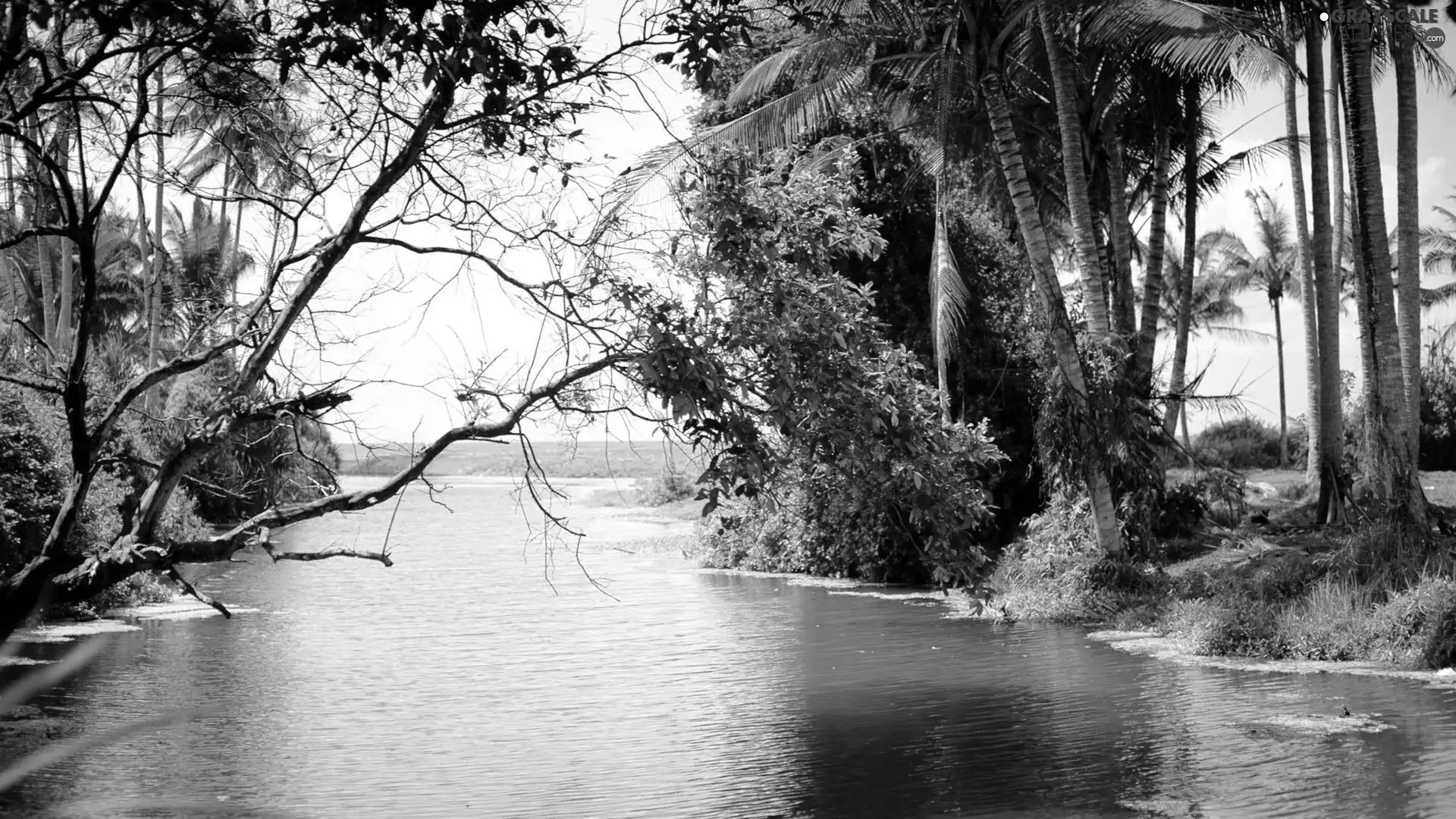 Bali, indonesia, trees, viewes, River