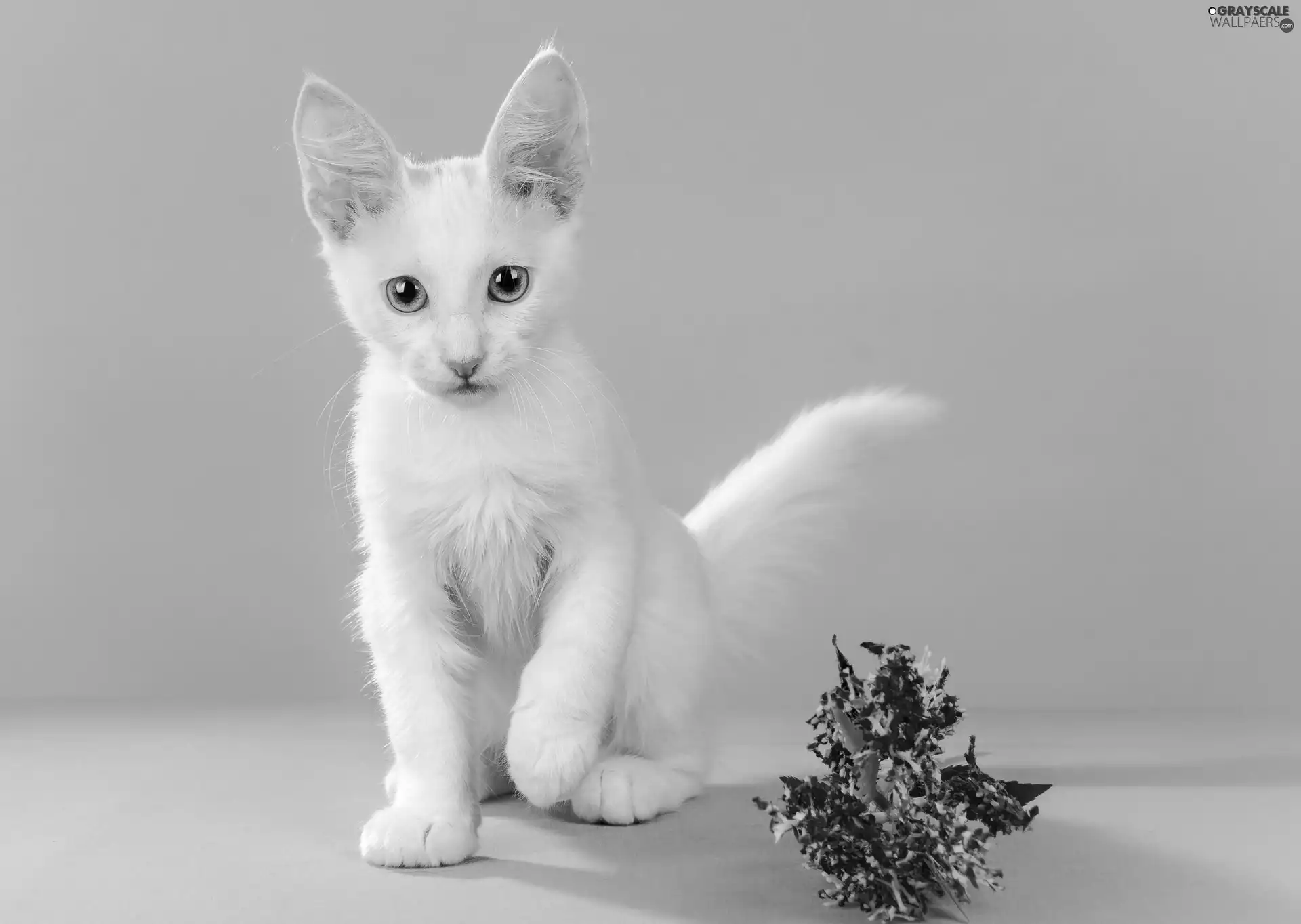 cat, Turkish Angora