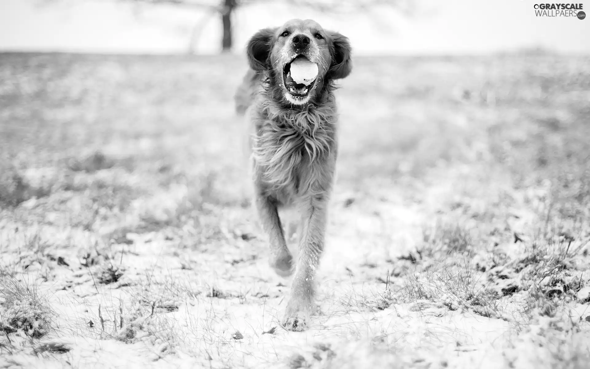 dog, Ball