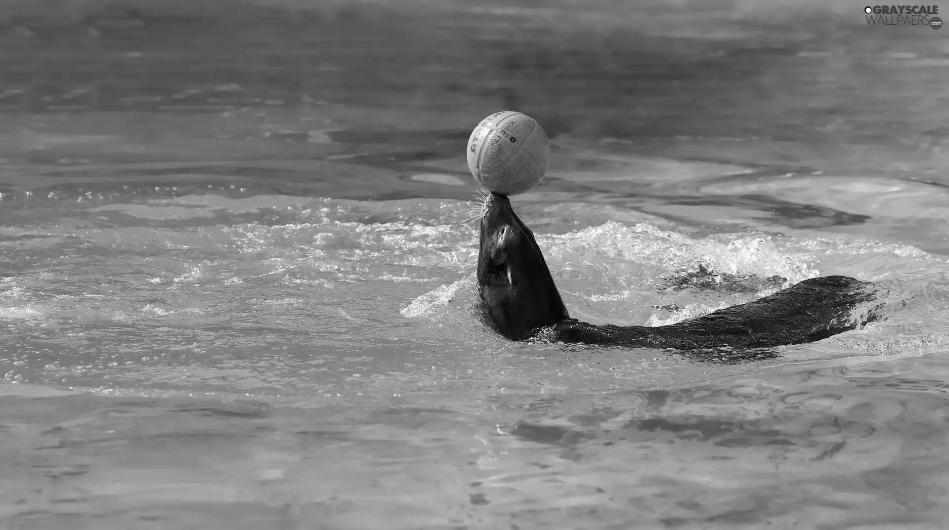 seal, Pool, water, Ball