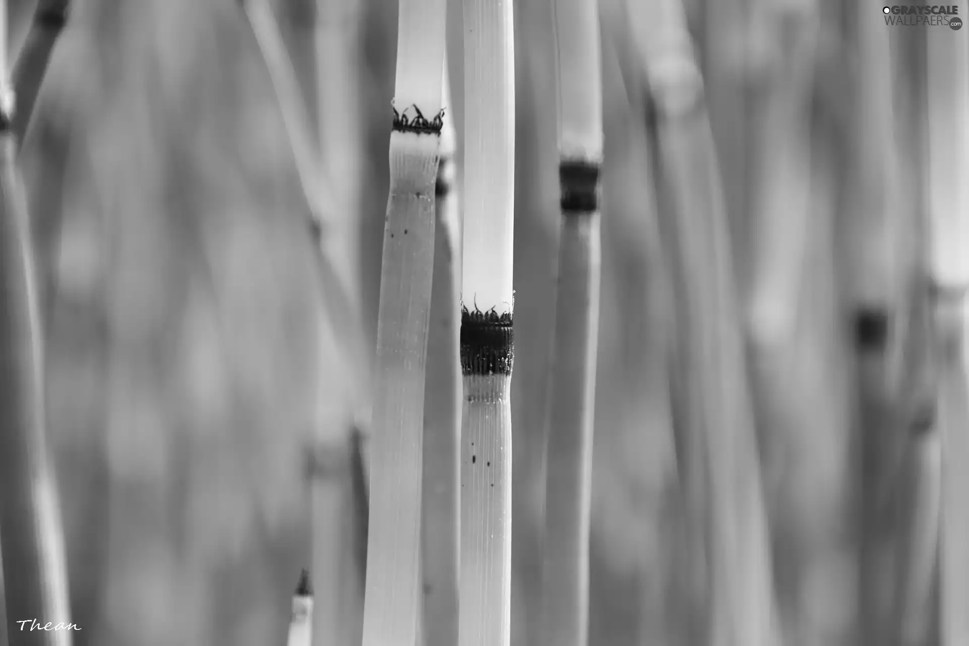 bamboo