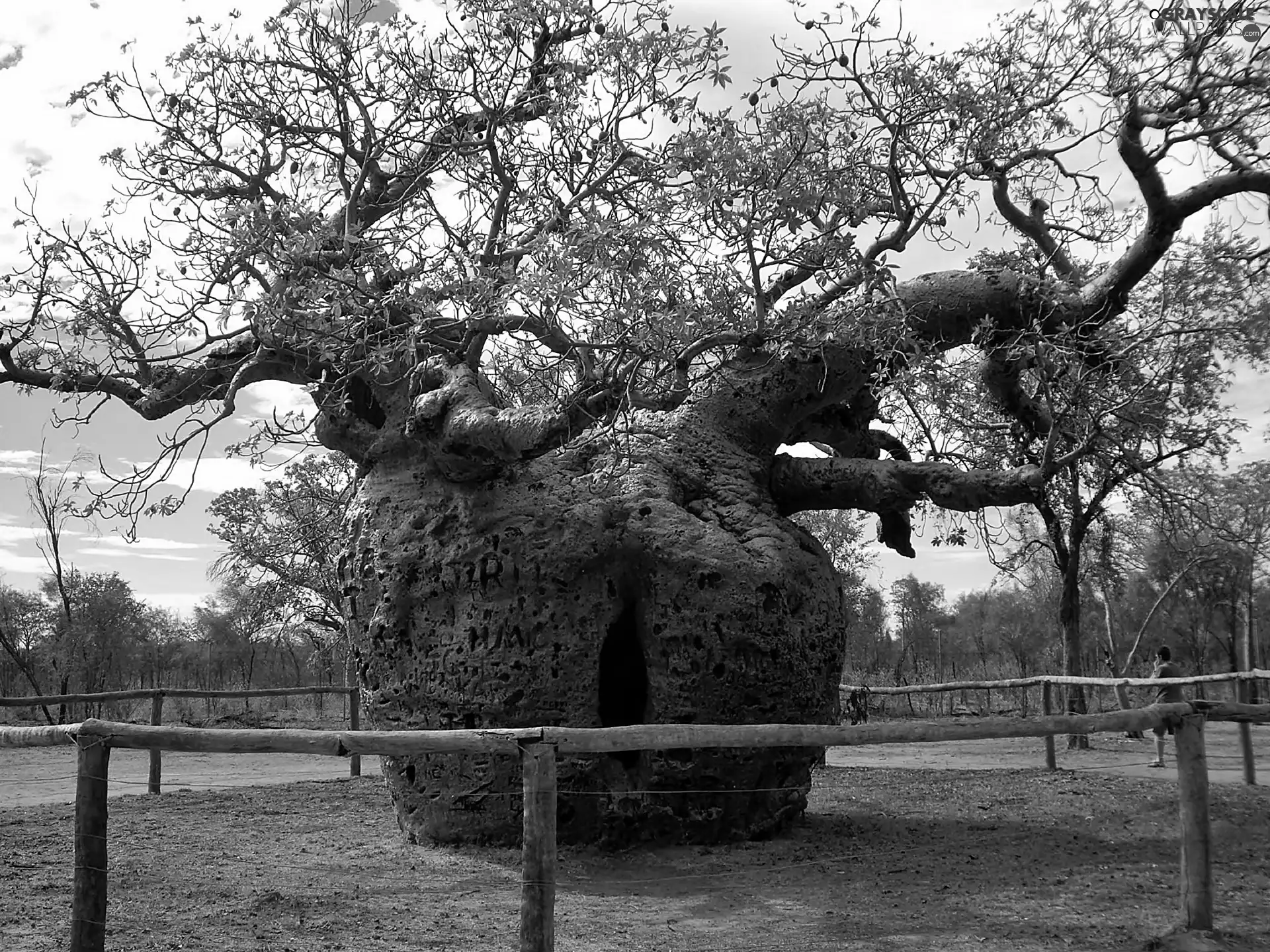 powerful, Baobab