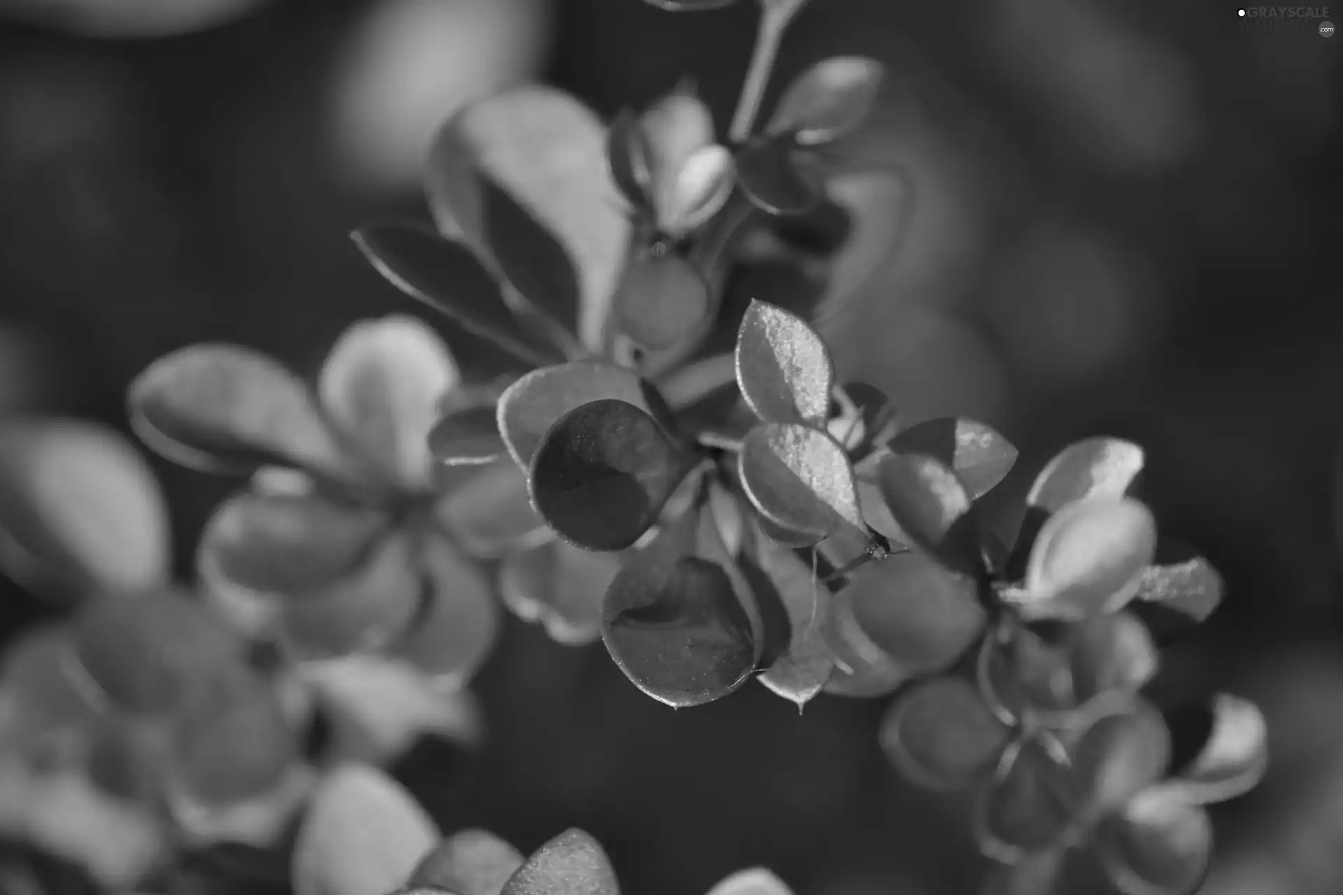 barberry, Red, Leaf