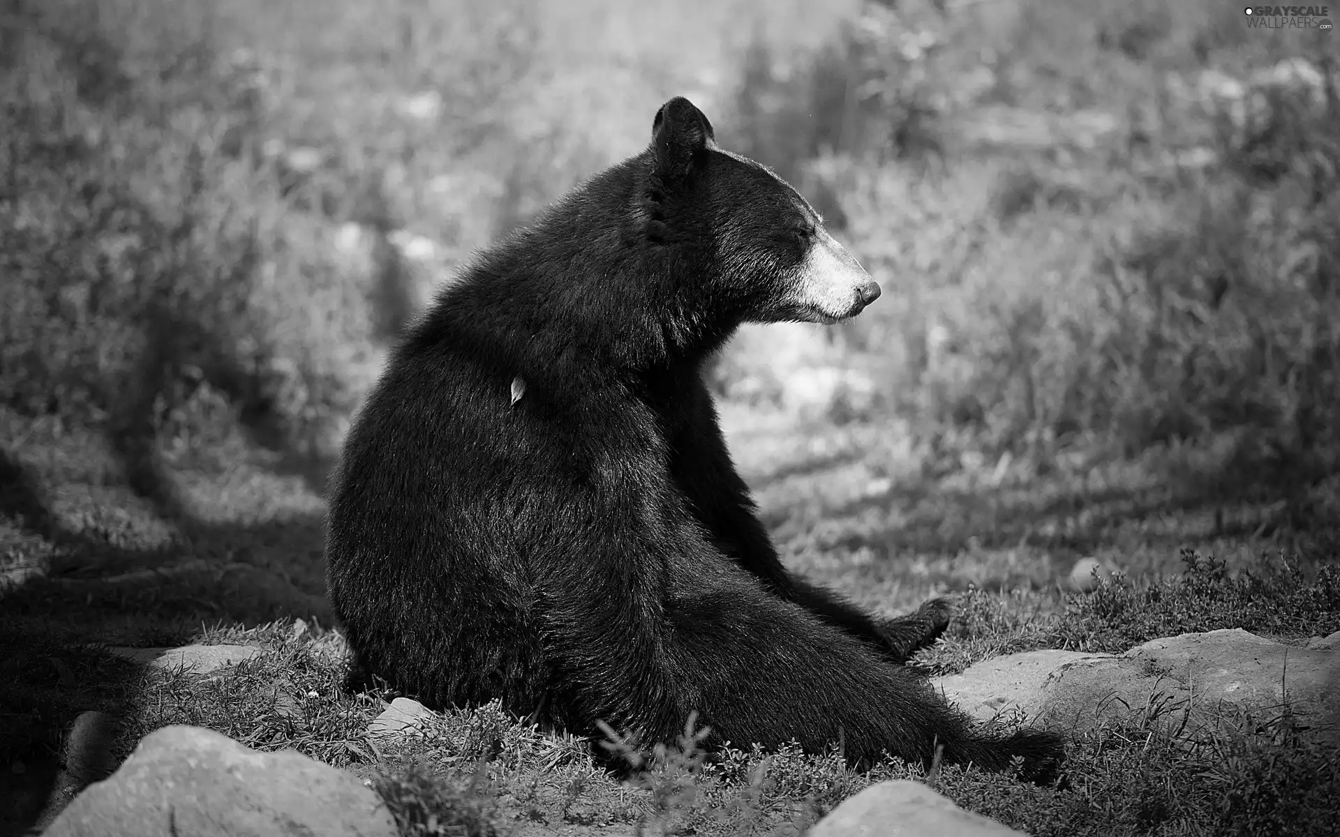 young, Black, Baribal, Bear