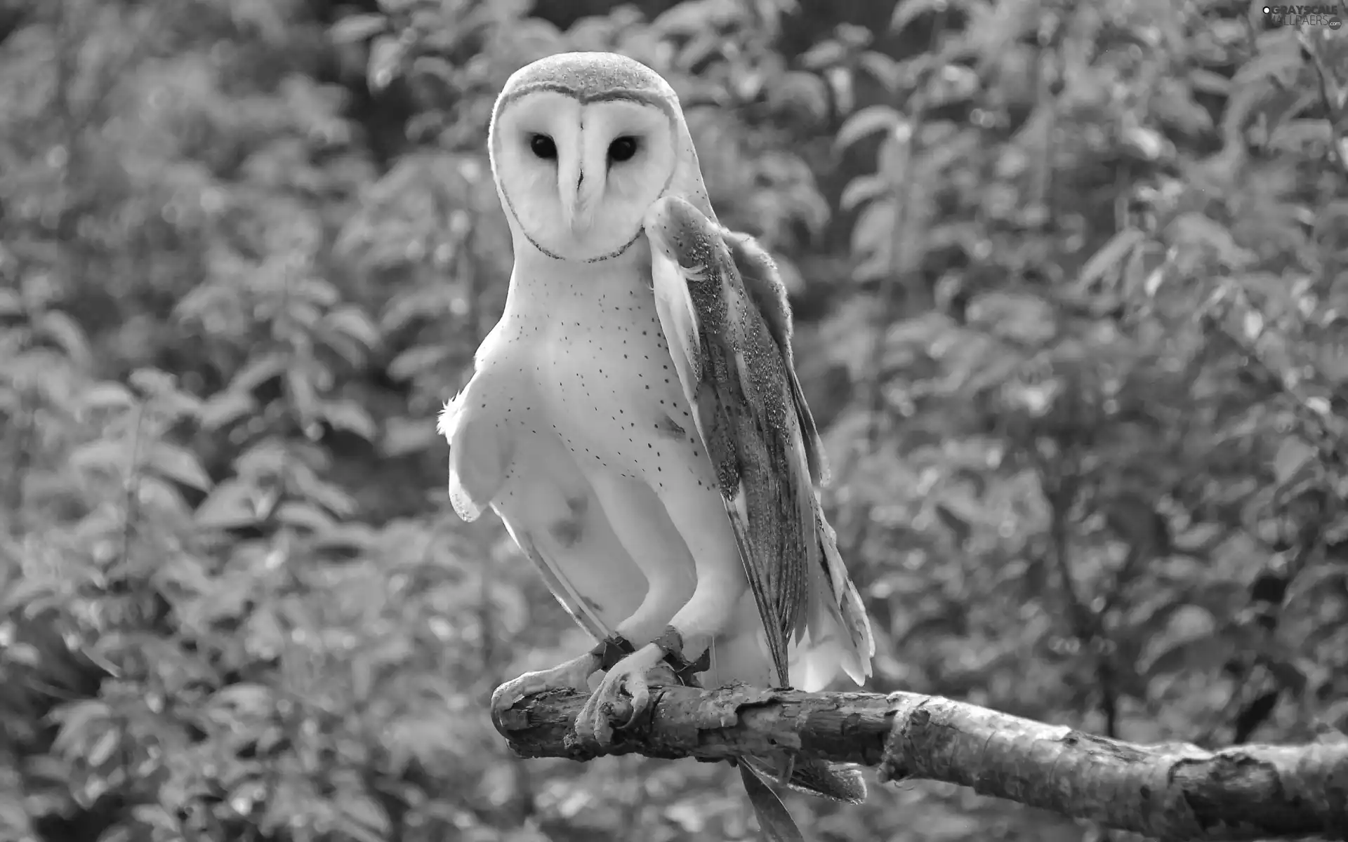 owl, Barn