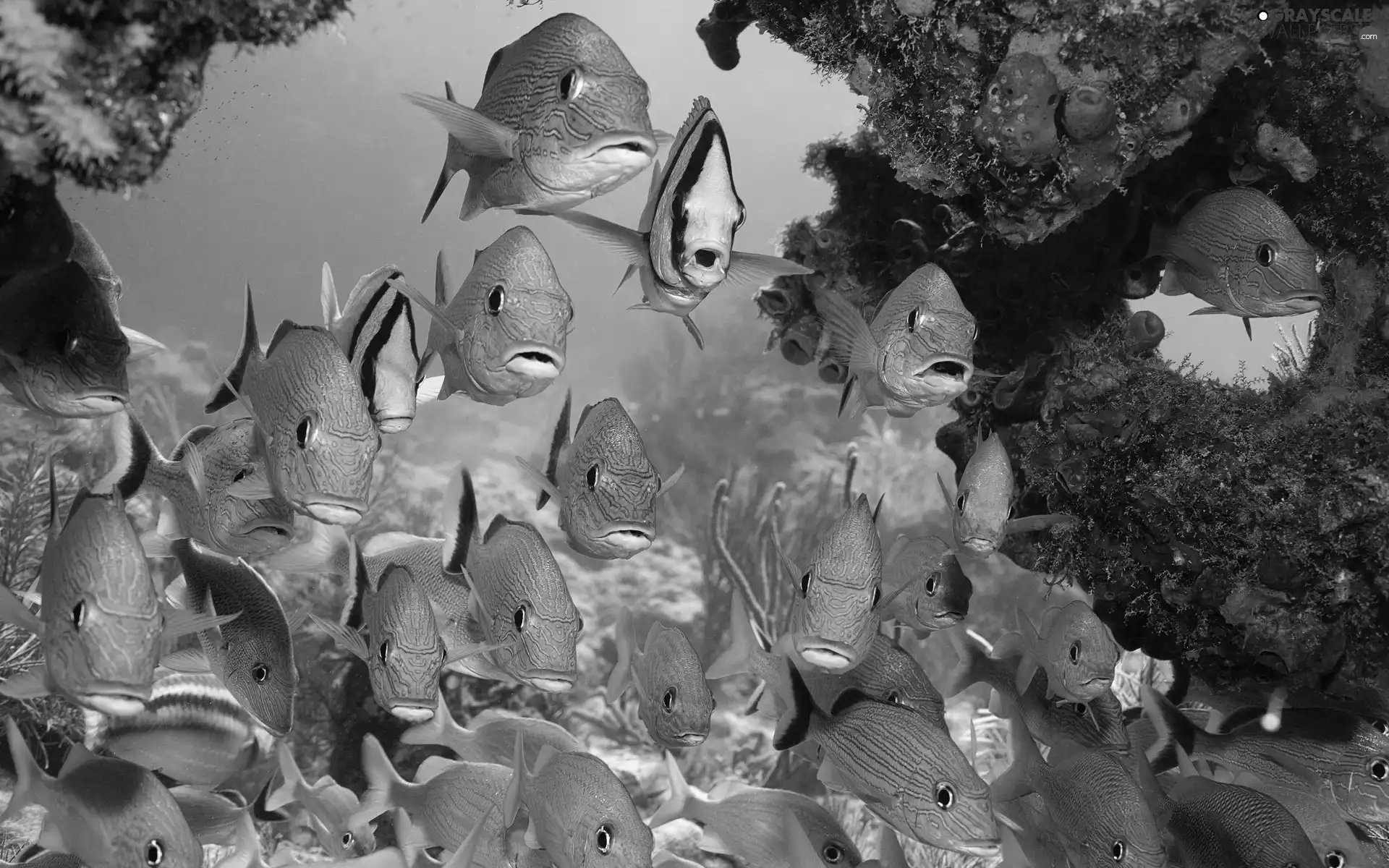 Barrier, fish, shoal
