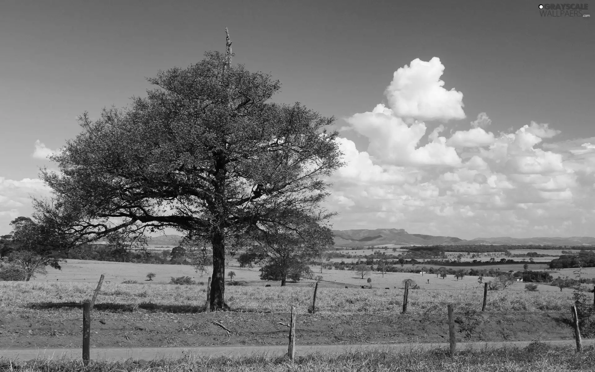 wood, trees, panorama, field, flourishing, bars, Village