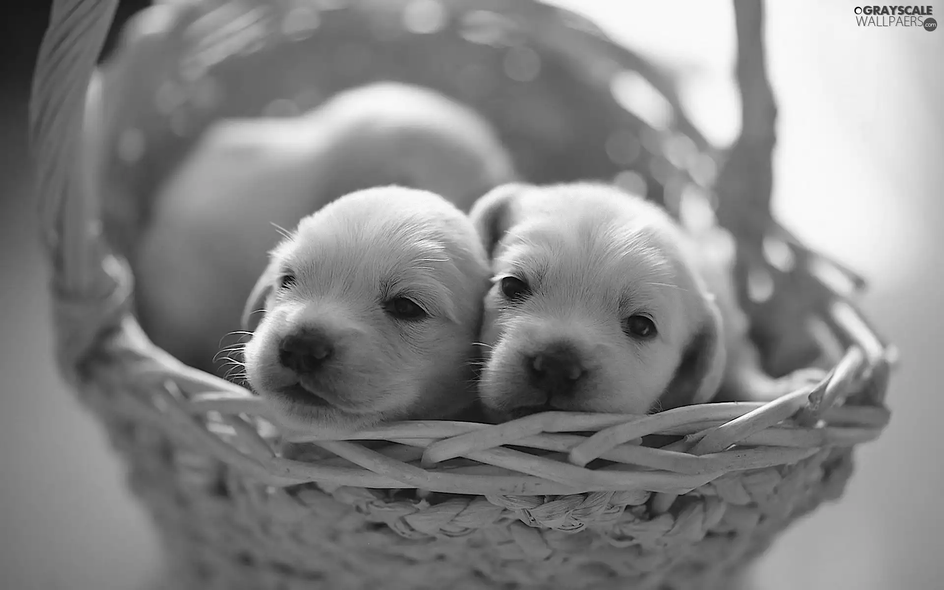 basket, puppies, ##