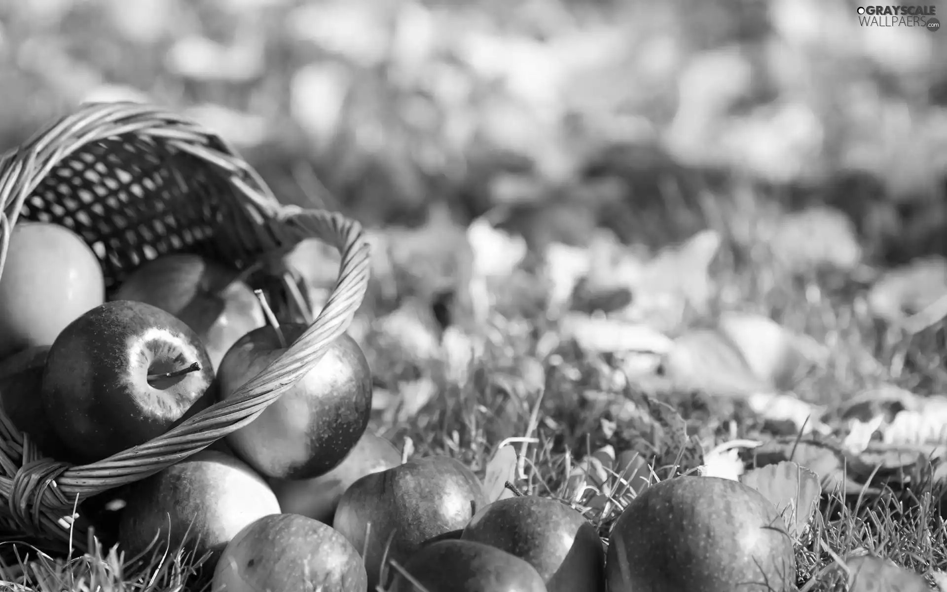 apples, basket