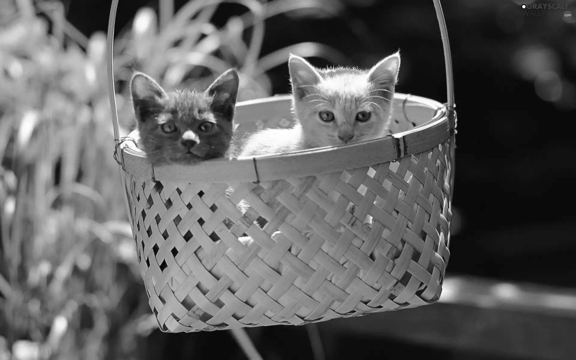 Two cars, ##, basket, puss