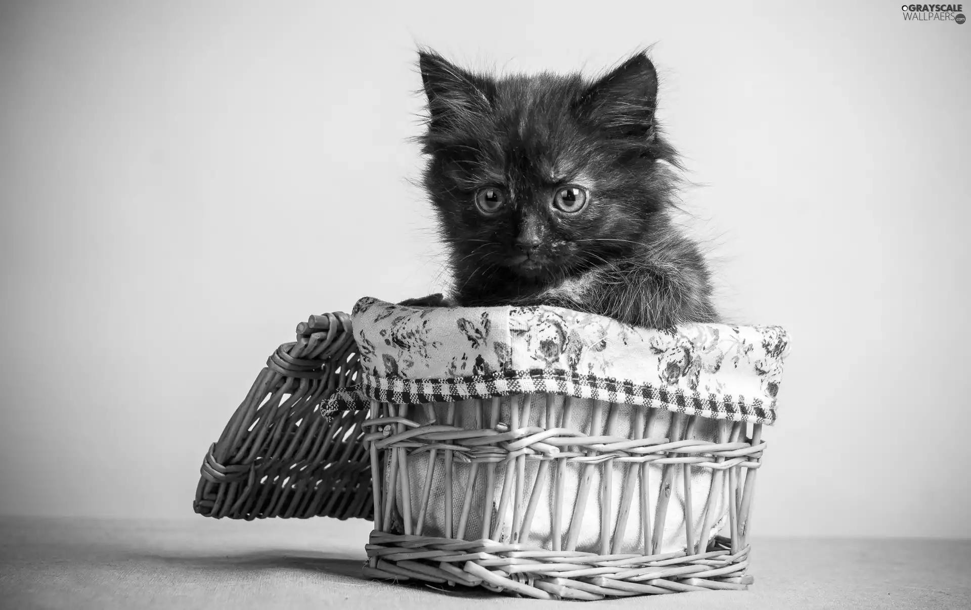 basket, Little, cat
