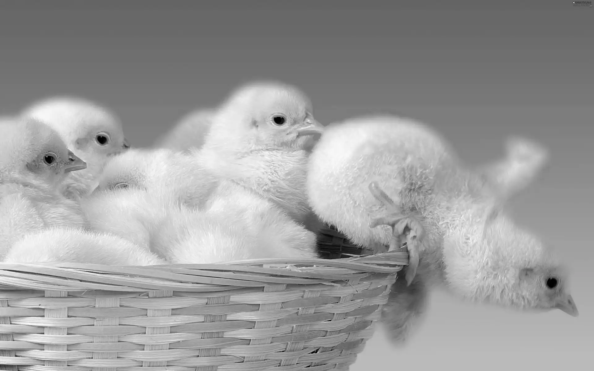 chickens, basket