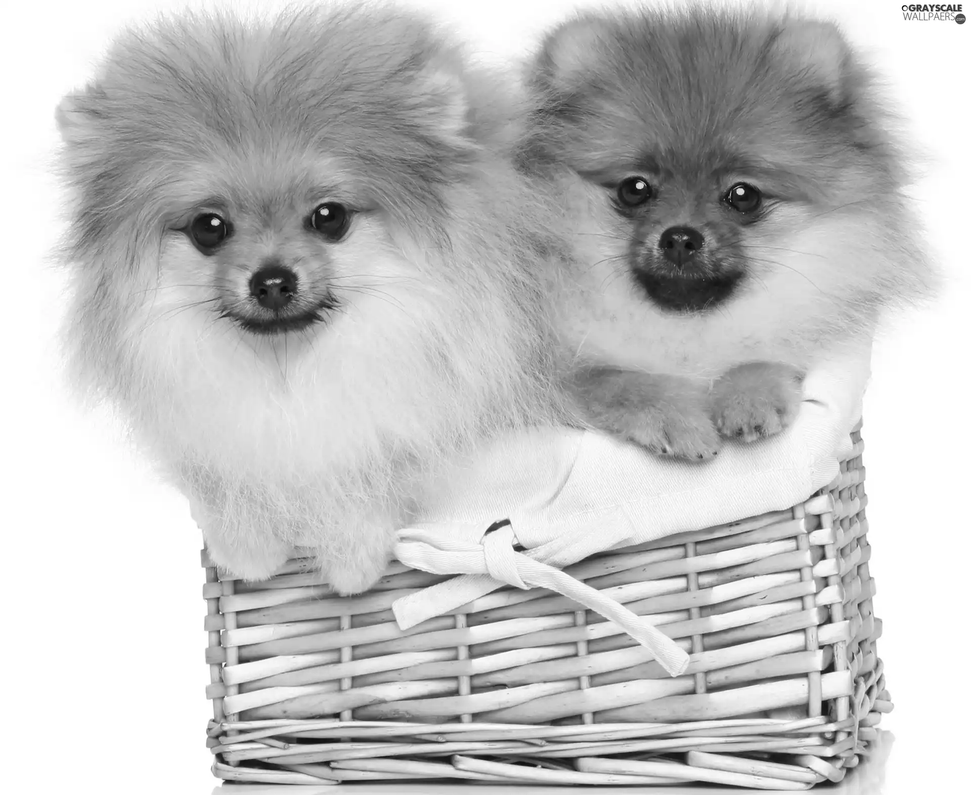Dogs, Miniature Spitz, Pomeranians, basket
