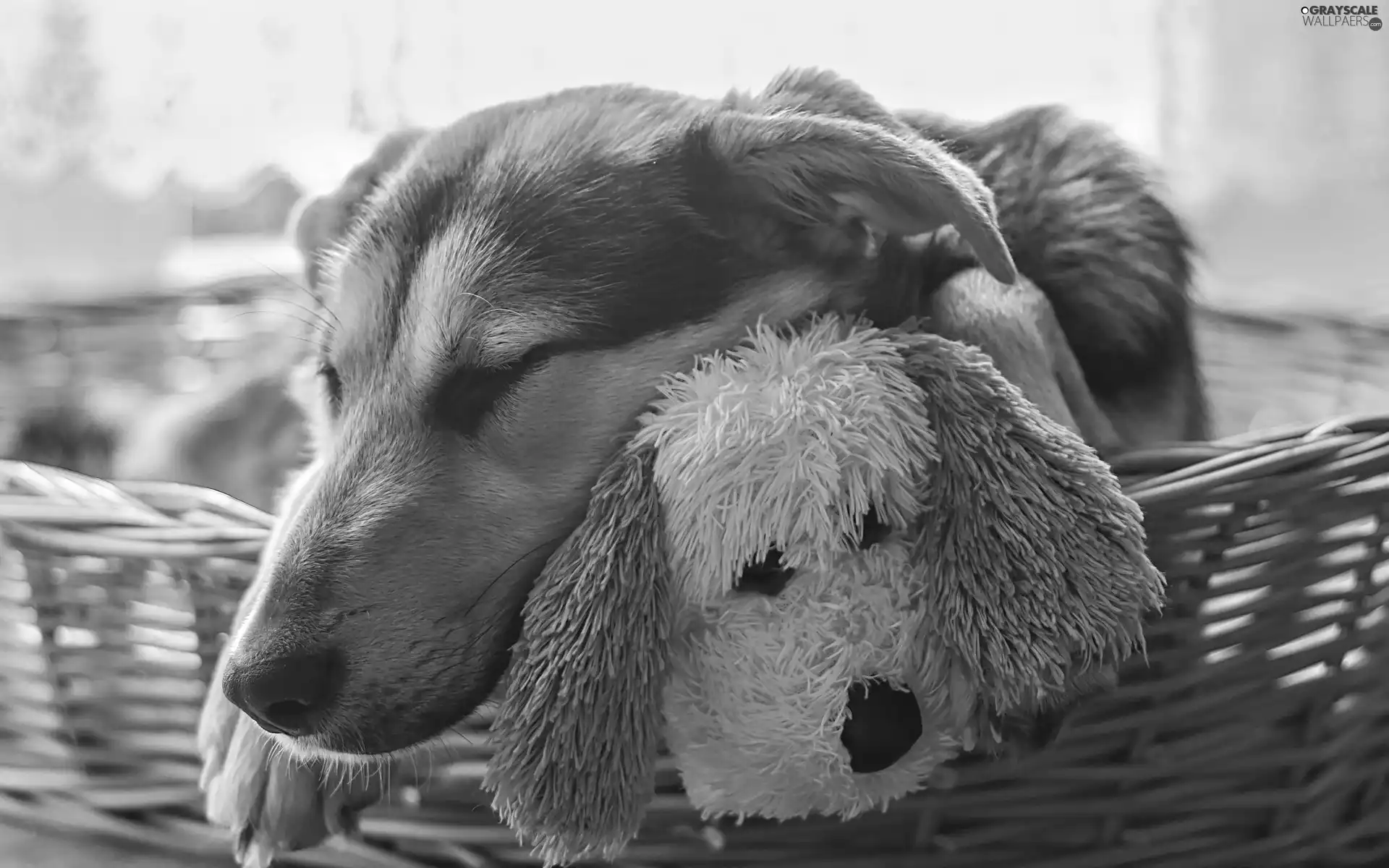dog, cuddly, basket, toy