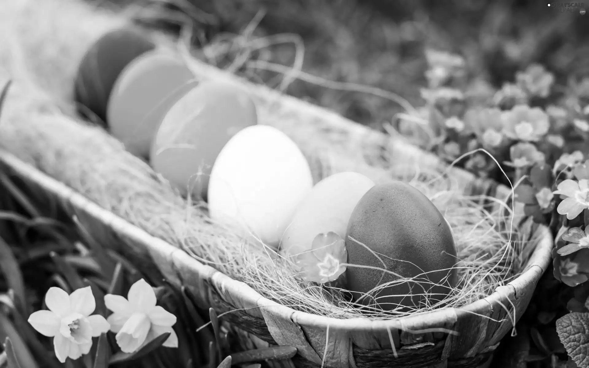 basket, Flowers, color, eggs, Easter