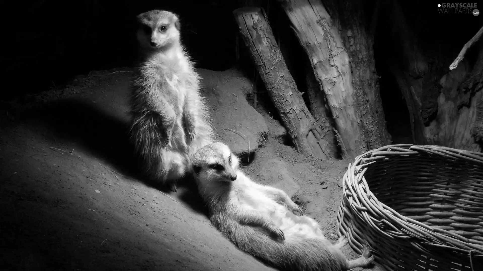 basket, Meerkats, hole