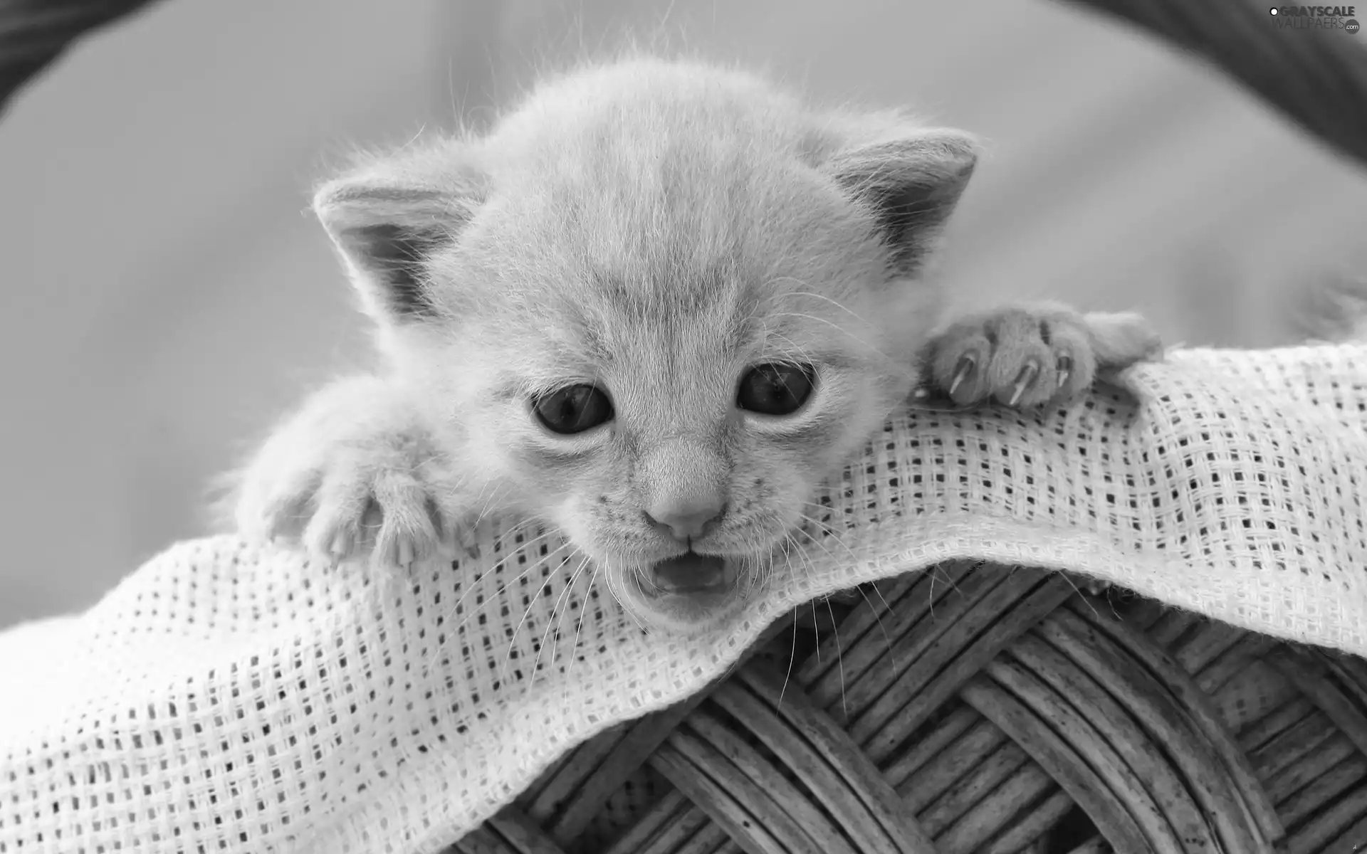 basket, small, kitten