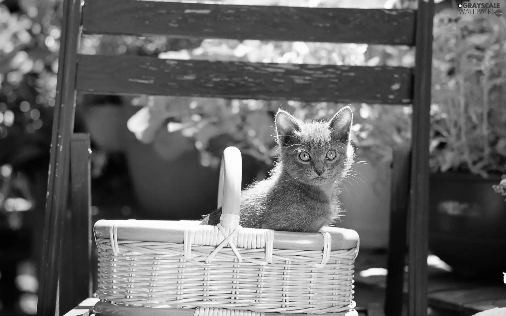 kitten, basket