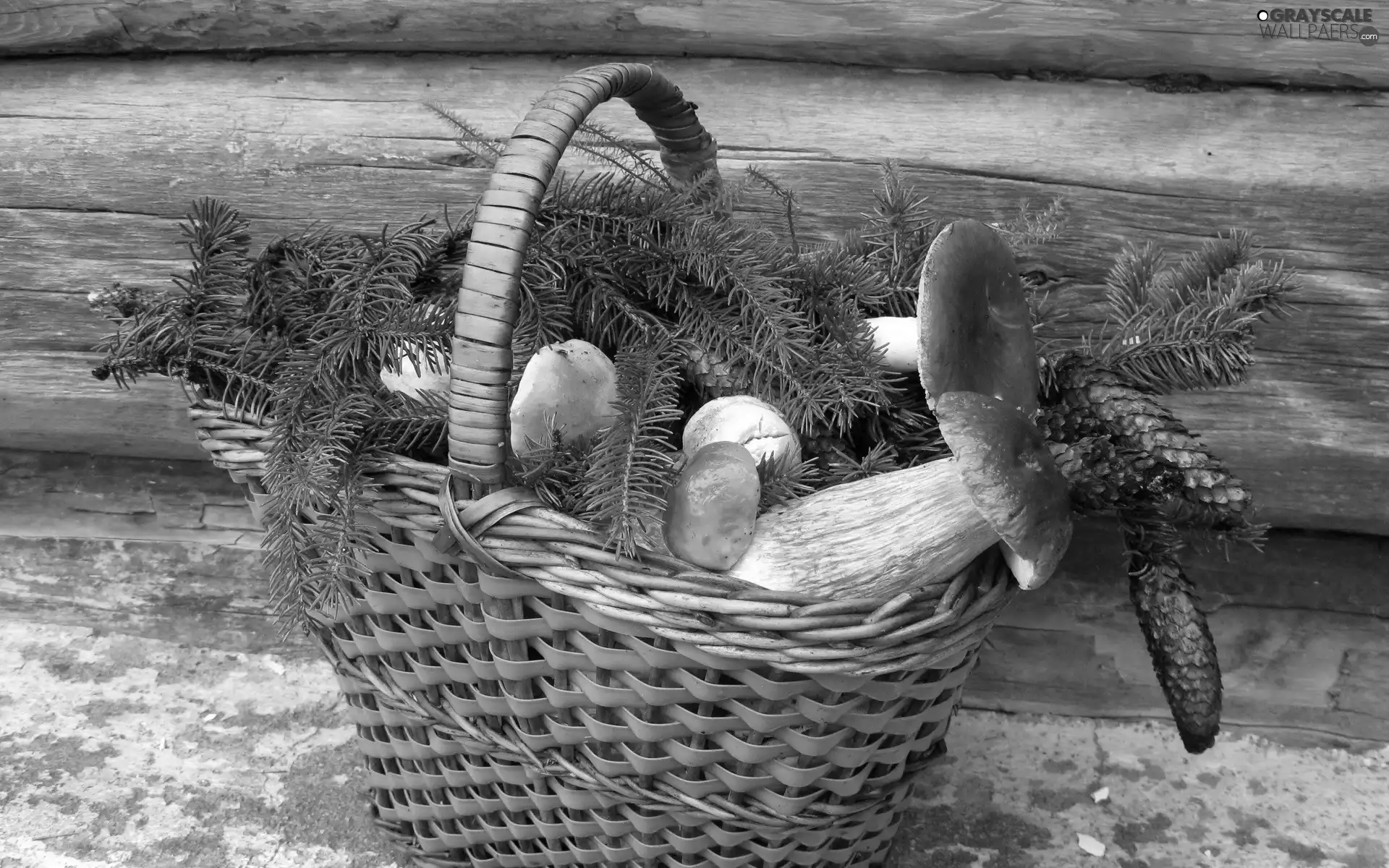 mushrooms, basket