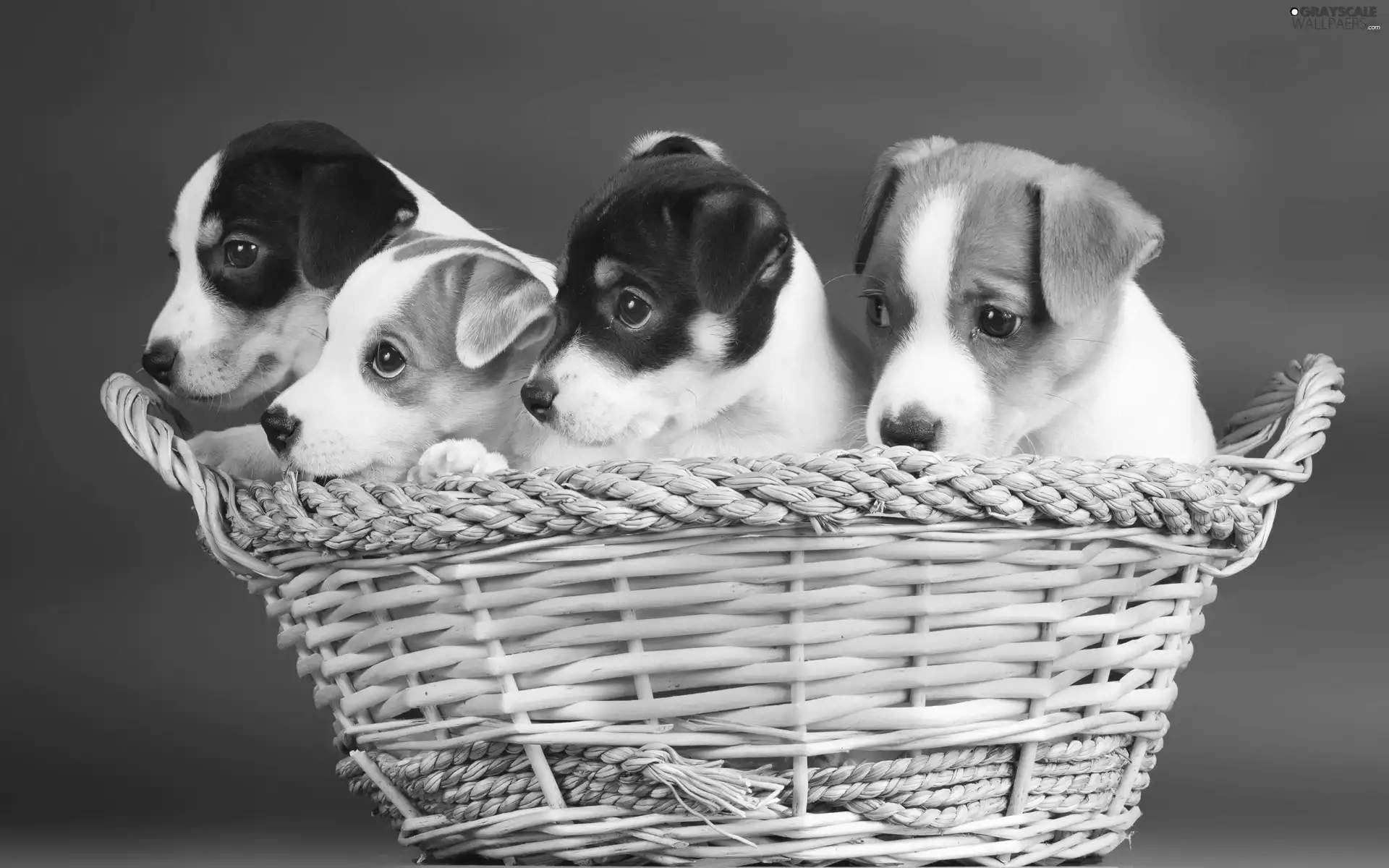 basket, Dogs, Puppies