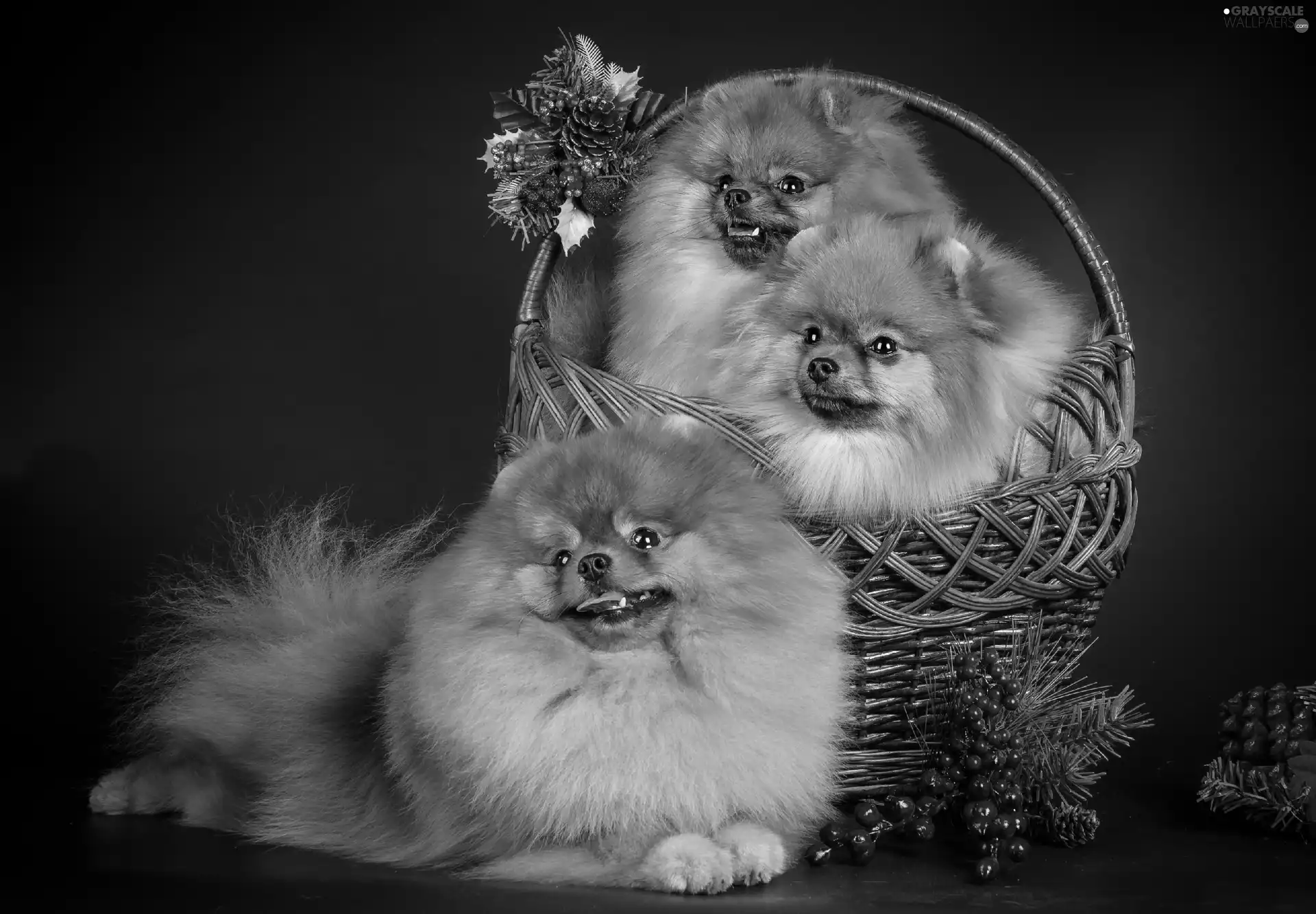 basket, Three, puppies