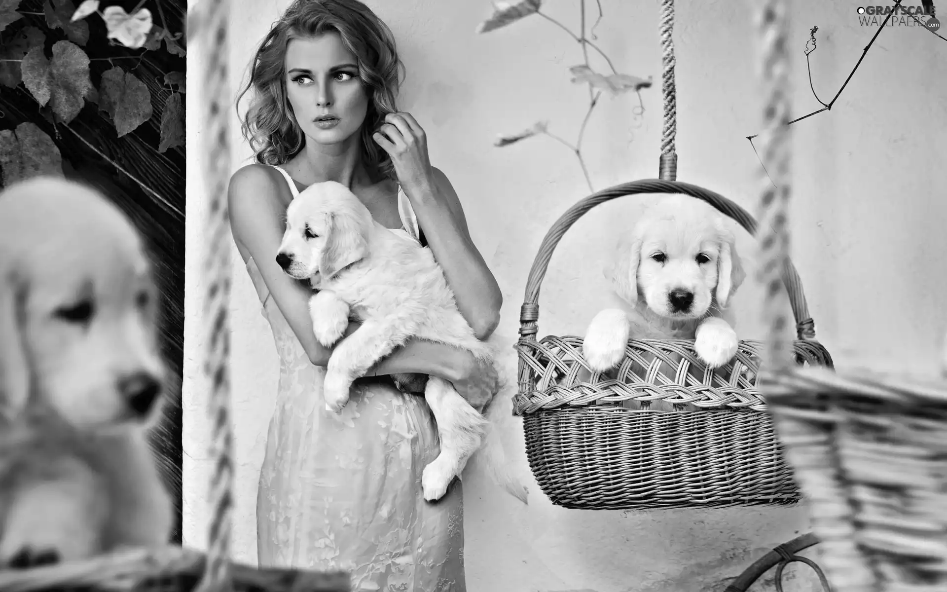 basket, Women, puppies