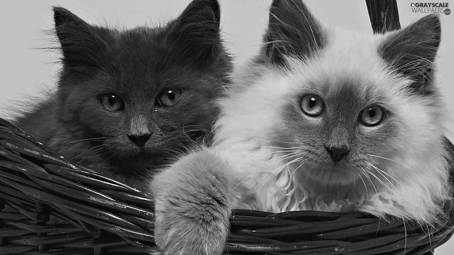 puss, basket