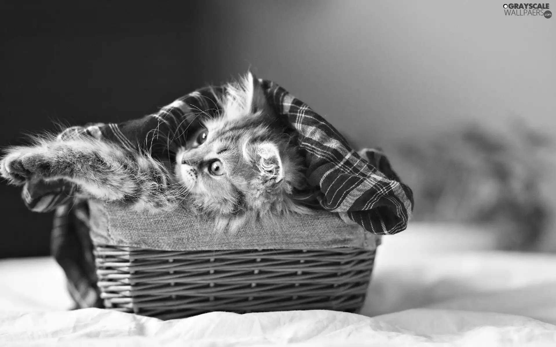 small, wicker, basket, kitten