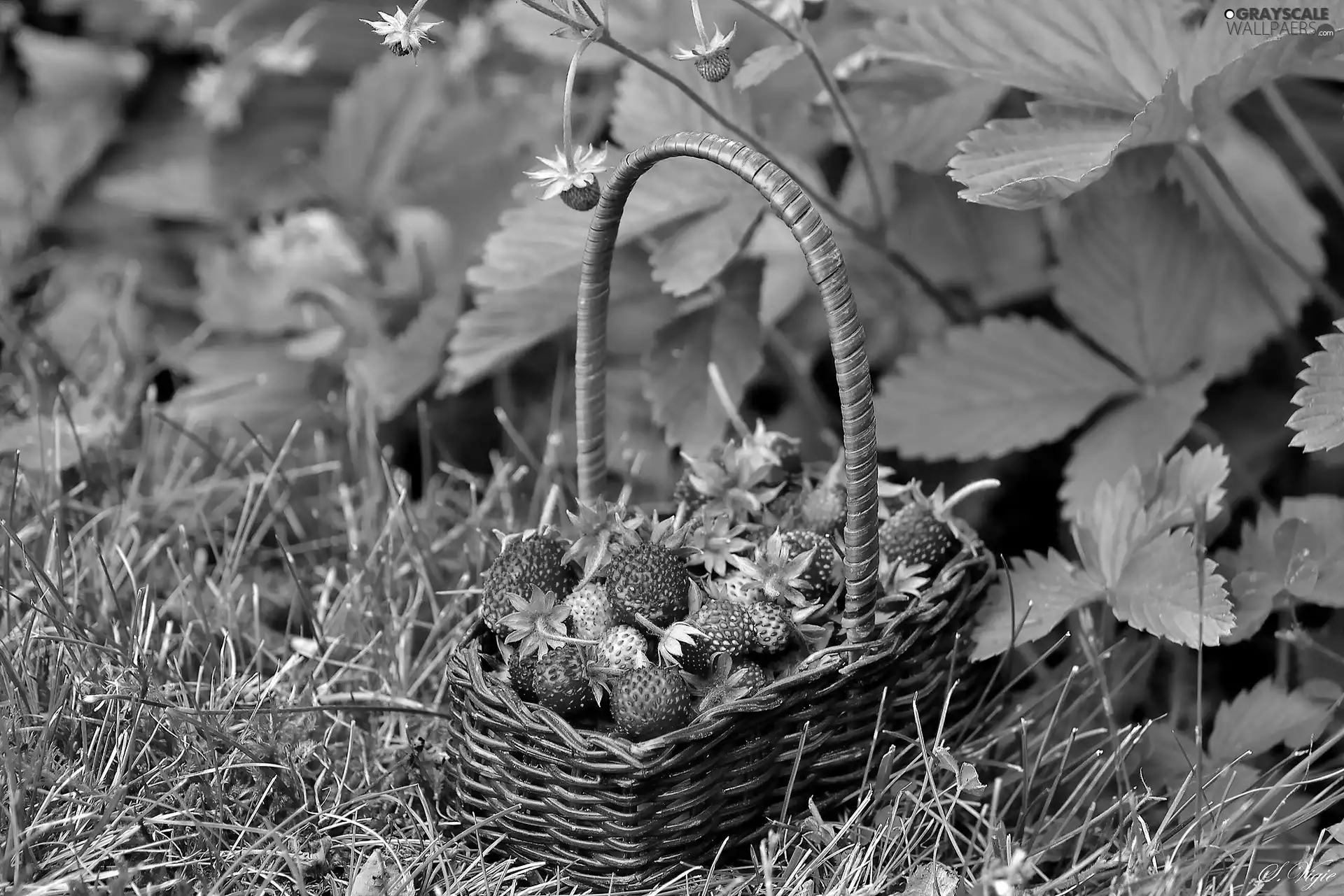Strawberries, basket
