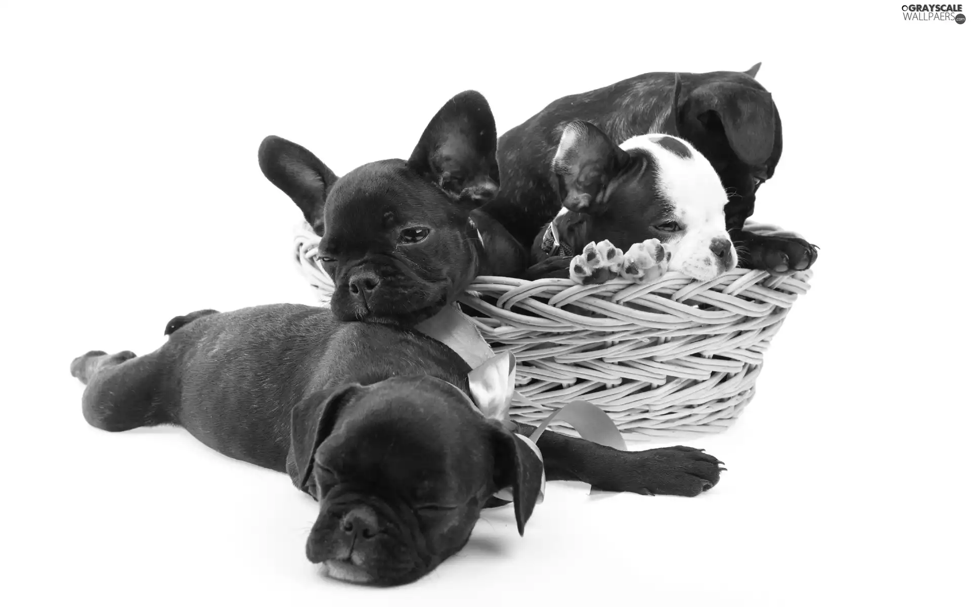 Three, French Bulldogs, basket, puppies