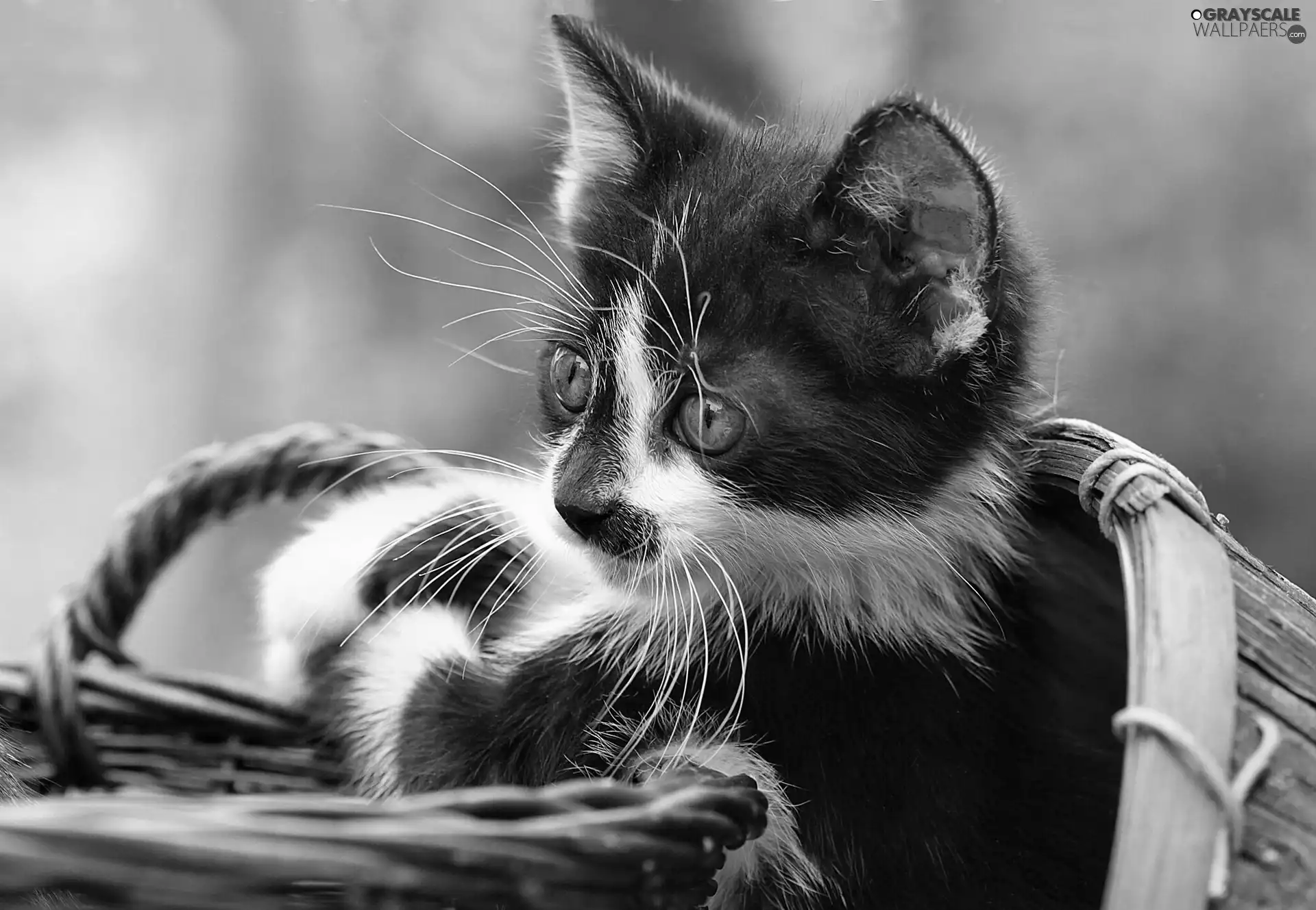 black and White, wicker, basket, kitten