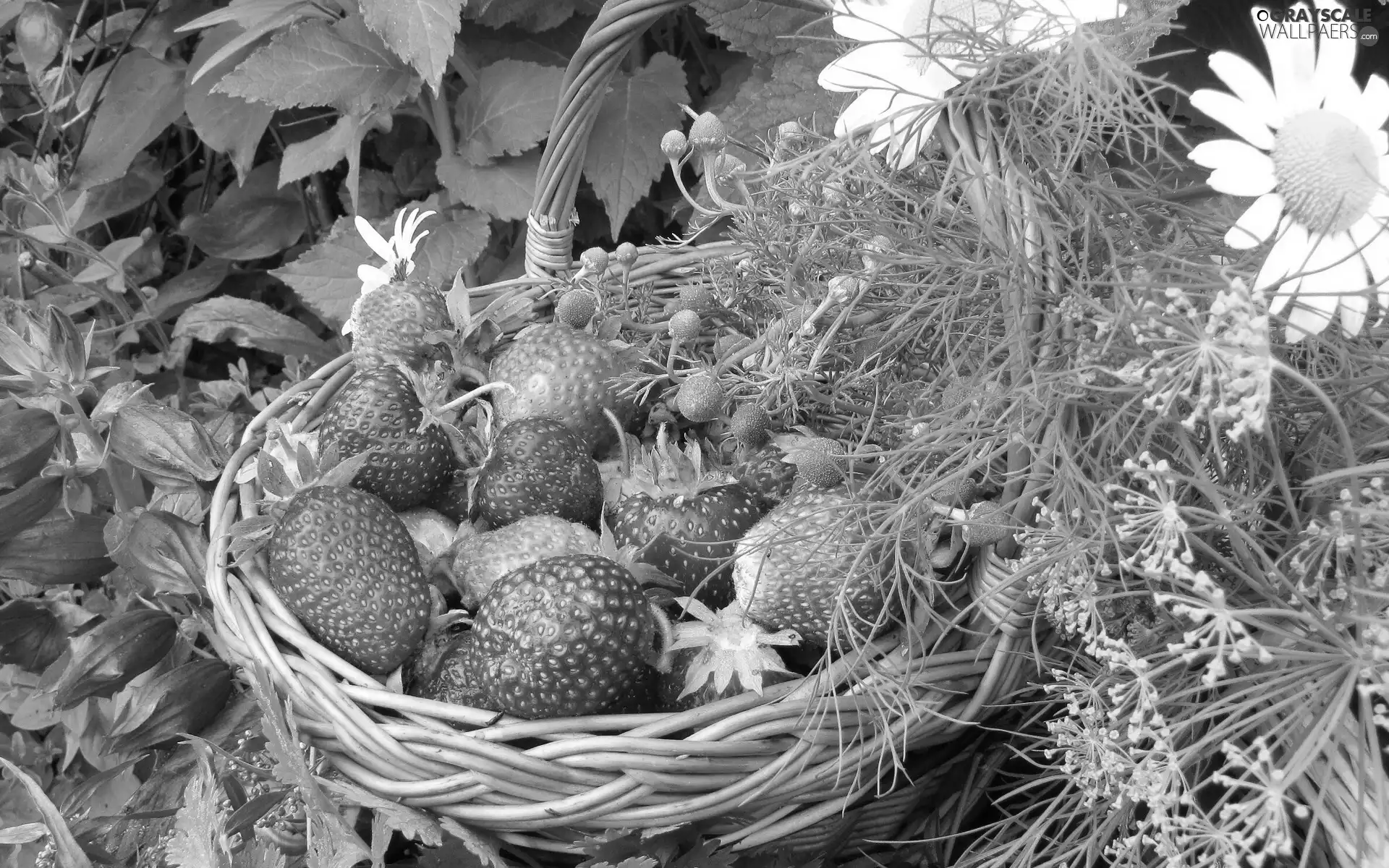 basket, strawberries, Wildflowers