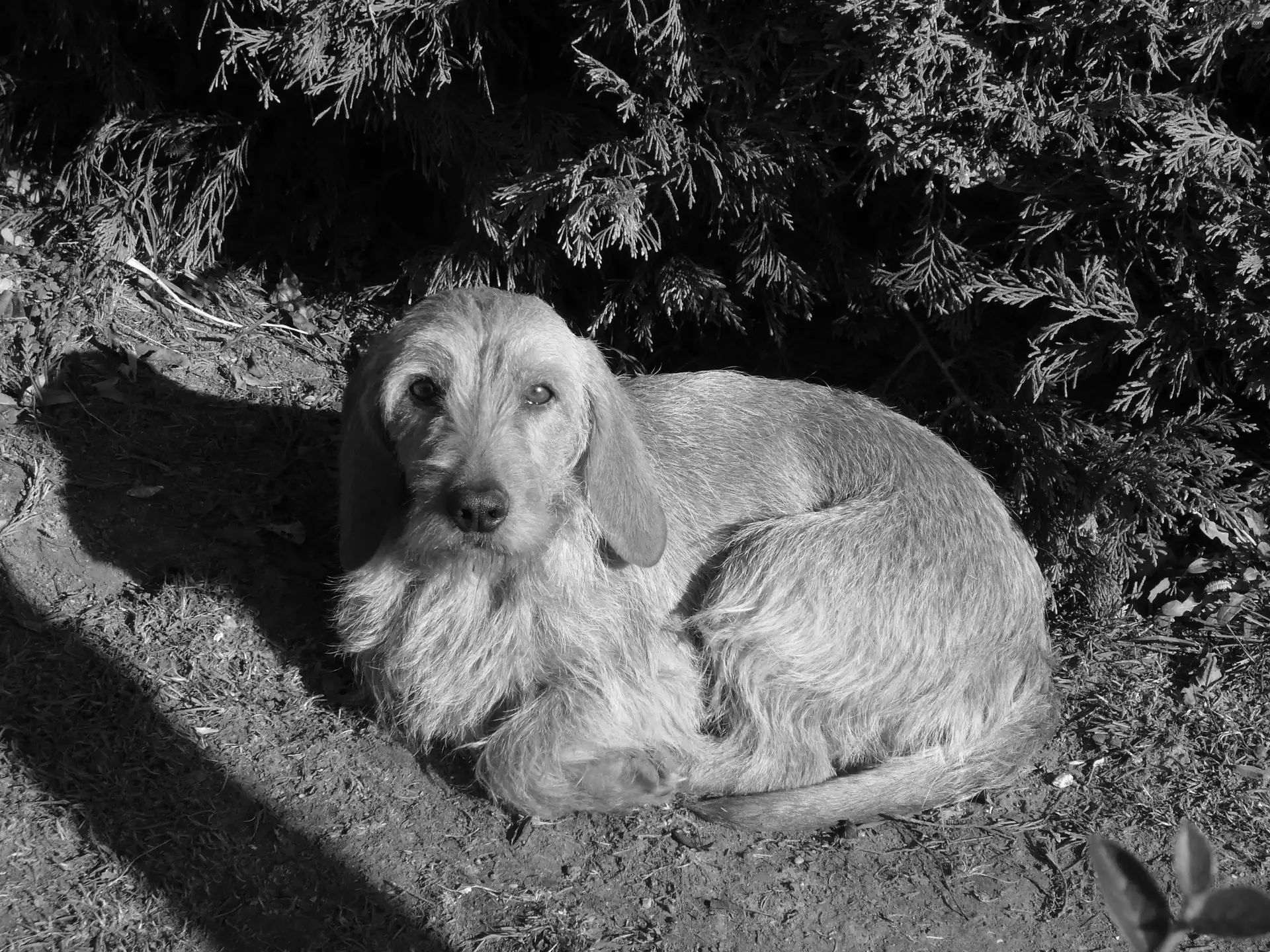 hunched, Basset Fauve de Bretagne