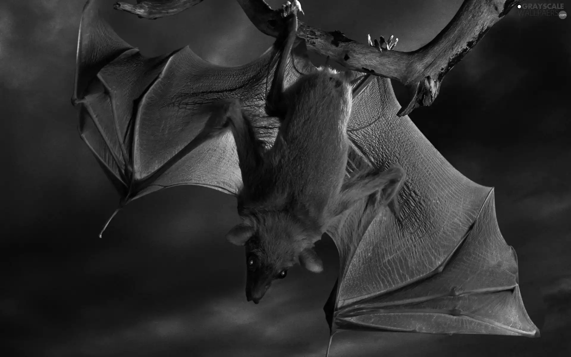 Night, droopy, bat, branch